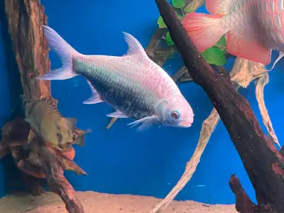 Rare platinum tinfoil barb, View more