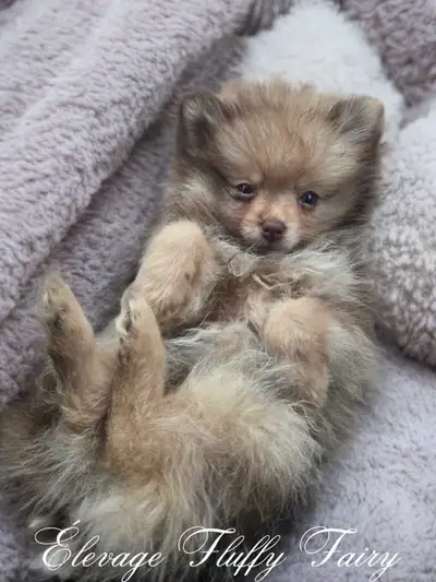 chiot pomeranien choco sable fille  !, View more