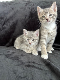 Cute Grey Tabby Kittens for Sale!!