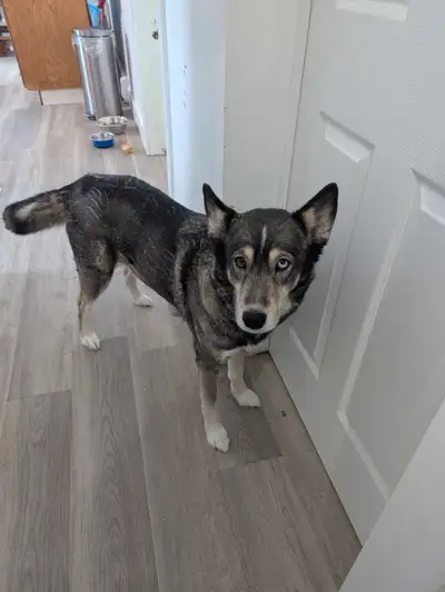 Beautiful husky with two different color eyes. She has good recall and is well trained. She walks we...