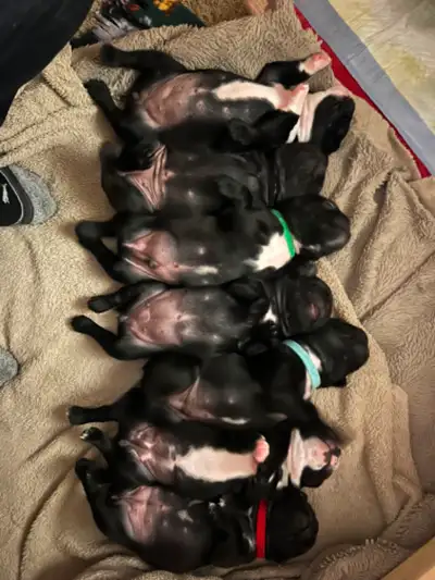 Boston Terrier Puppies  