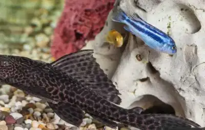 FEMALE pleco, View more