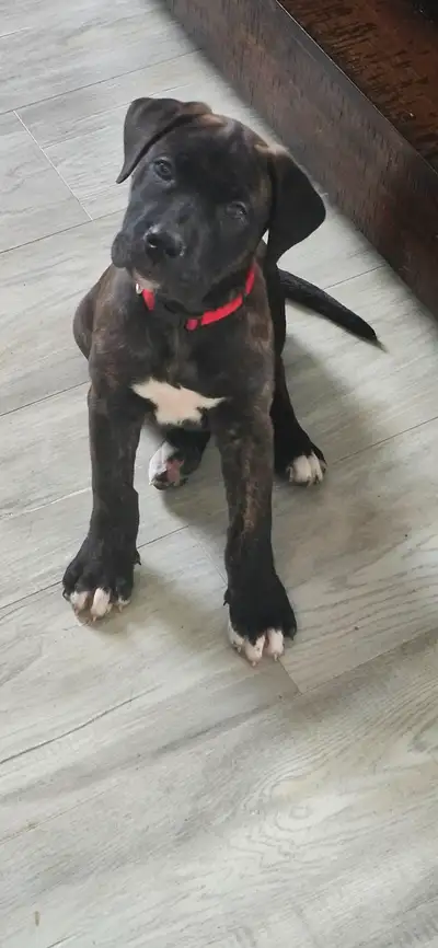 Cane corso chiot femelle, View more