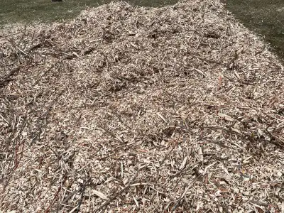 Free maple wood chips, View more