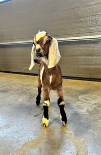 Registered purebred Nubian Goats - buckling