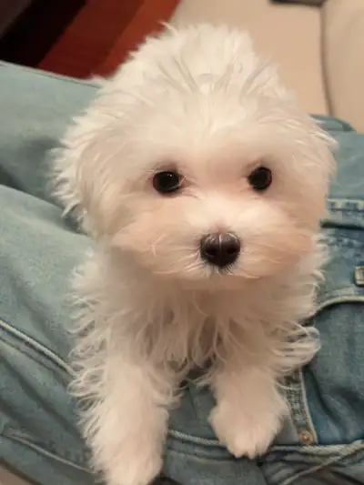 Dear dog lovers, We have a litter of healthy and adorable Maltese puppies looking for their forever...