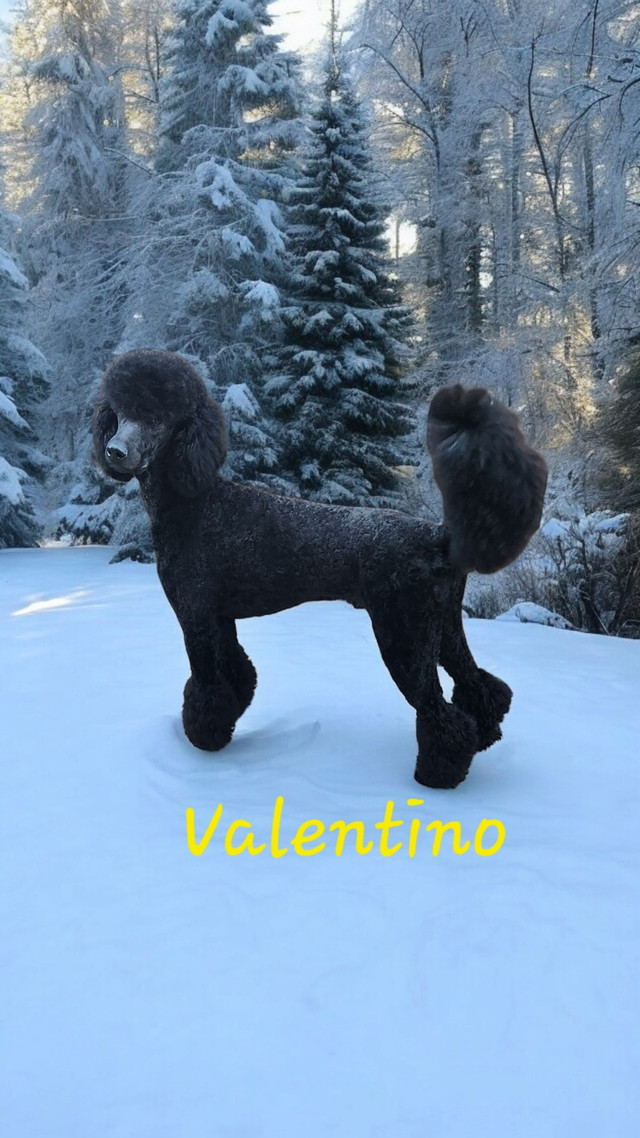 PUREBREAD STANDARD  POODLE PUPPIES in Dogs & Puppies for Rehoming in Calgary - Image 2