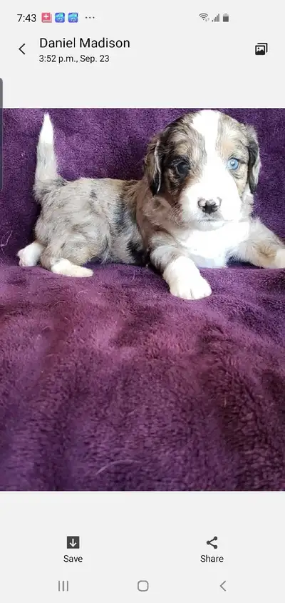 MIniature Aussie Doodles !!, View more