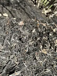 Free Black Mulch for Landscaping