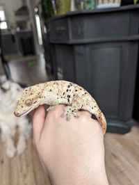 Proven female super dal crested gecko