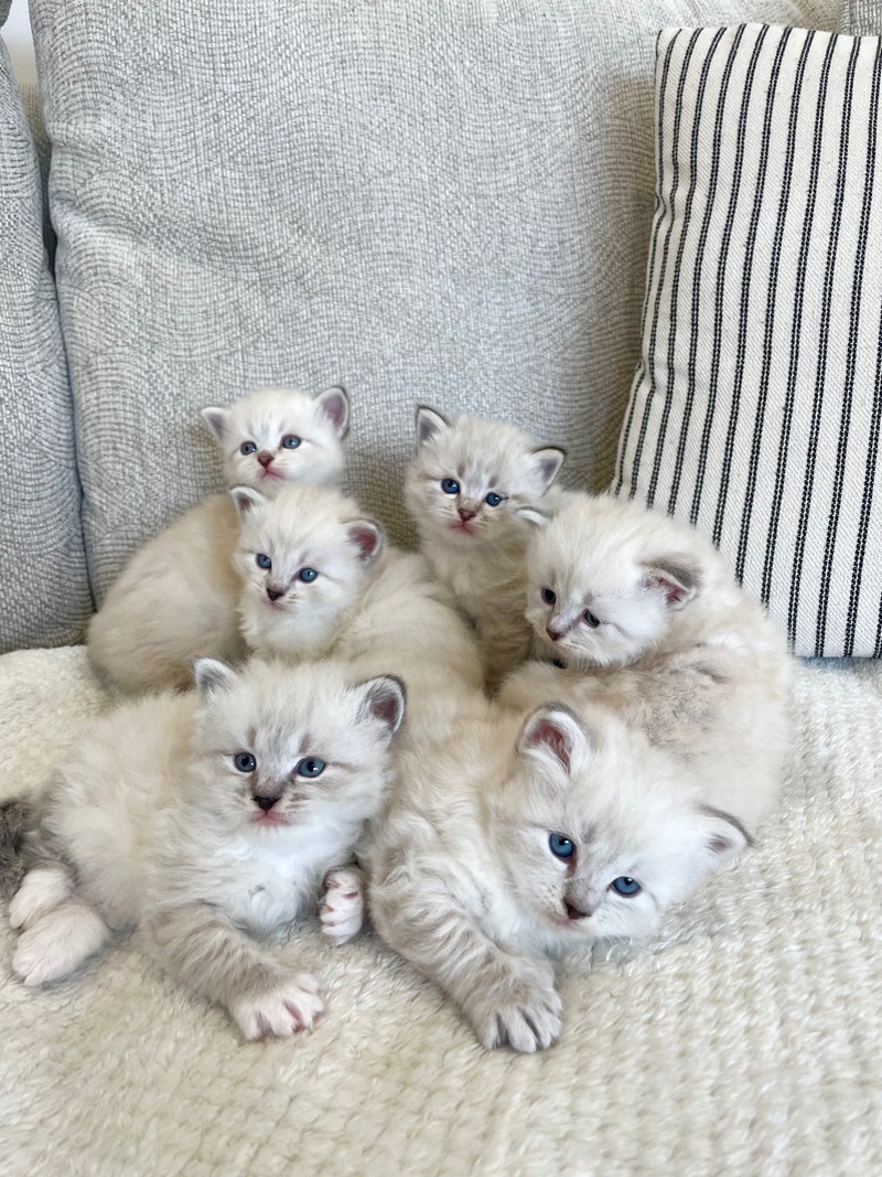 Purebred Siberian Kittens- hypoallergenic | Cats & Kittens for Rehoming
