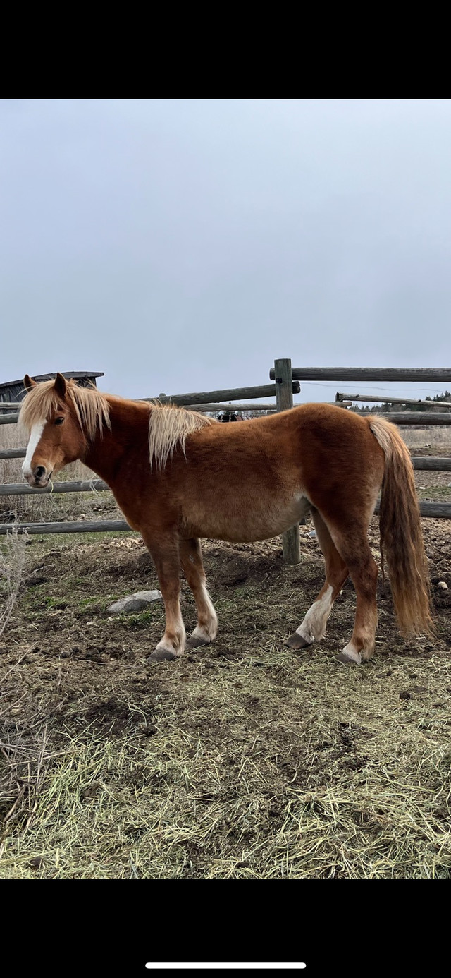 Hanoverian/Welsh pony in Horses & Ponies for Rehoming in Penticton