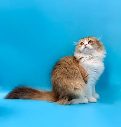 Stunning Scottish Fold Female Kitten, View more