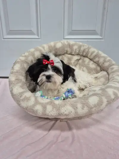 ONE MALE LEFT Super Sweet Shih poo Puppies Ready To Go!, View more