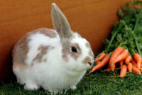 Needing to urgently re-home your bunny?
