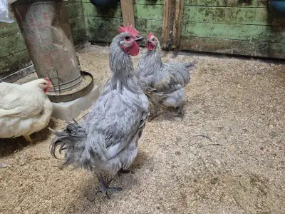 oeufs orpington , View more