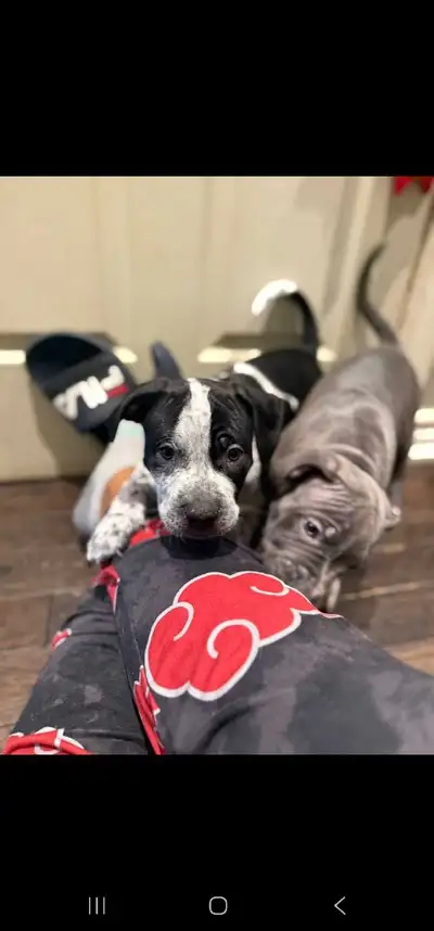 Puppies available, View more