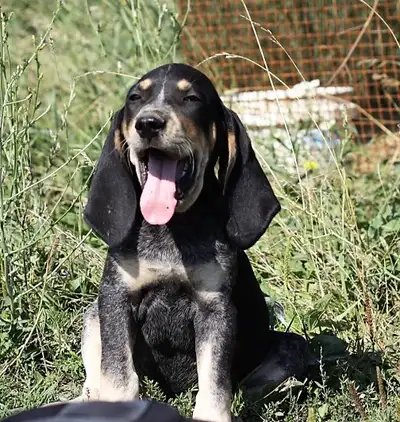 BLUETICK COONHOUND PUPPIES!! Purebred. Ready July 17, View more