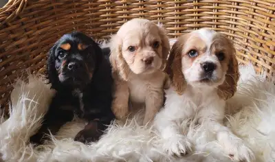 Adorable American Cocker Spaniel Puppies, View more