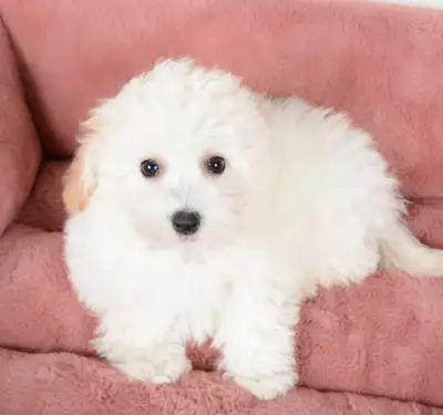 Sweet and Playful Bichon-Poo Puppies Ready For New Homes, View more