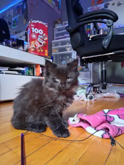 Purebred Maine Coon Kittens, View more