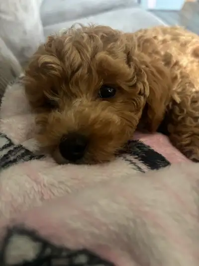 Poodle Puppy , View more