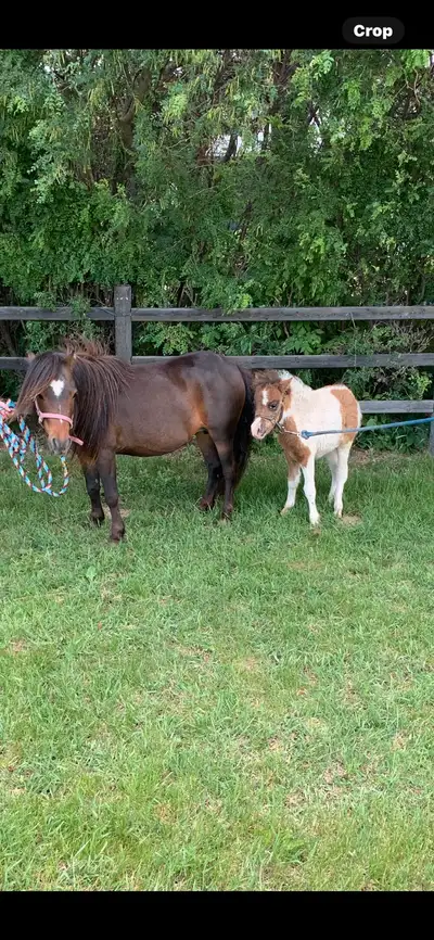 Mare and foal pair for sale, View more