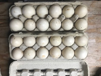 Rouen duck hatching eggs