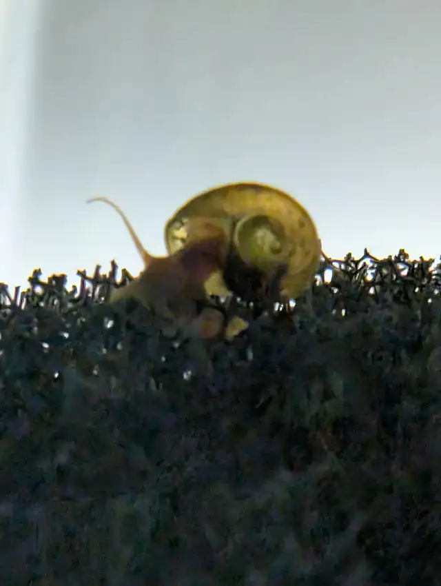Live Ramshorn Snails – Bulk Puffer Fish Food / Enrichment Treats in Fish for Rehoming in Brantford - Image 3