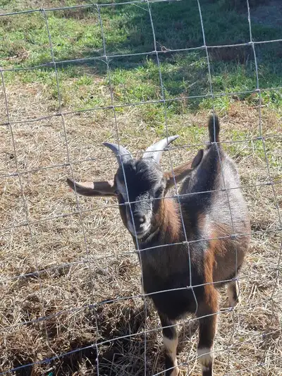 2 Purebred Kiko bucklings both born end of March 2026. Can be sold unregistered or registered for $5...
