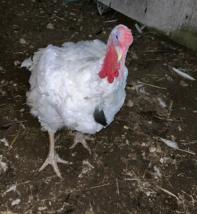 Turkey Tom in Livestock in Owen Sound - Image 4
