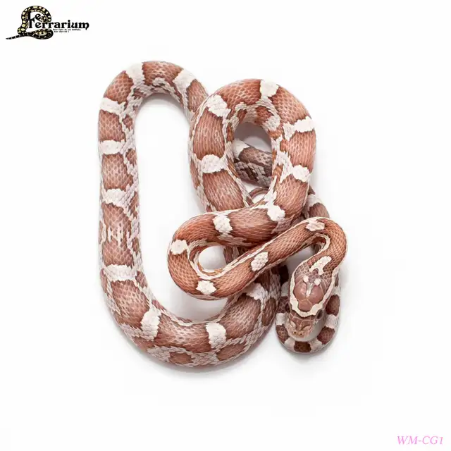 (WM-CG1) Serpent des blés - Ghost phet amel - Femelle in Reptiles & Amphibians for Rehoming in Québec City - Image 3