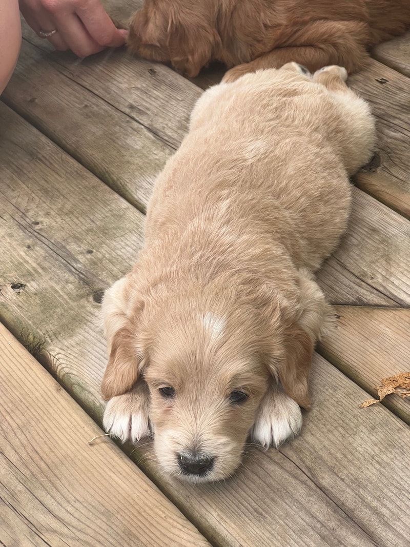 ethically bred 3rd Gen mini/med Goldendoodles Dogs & Puppies