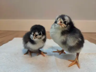 1 week old baby chickens   2.50$ each , View more