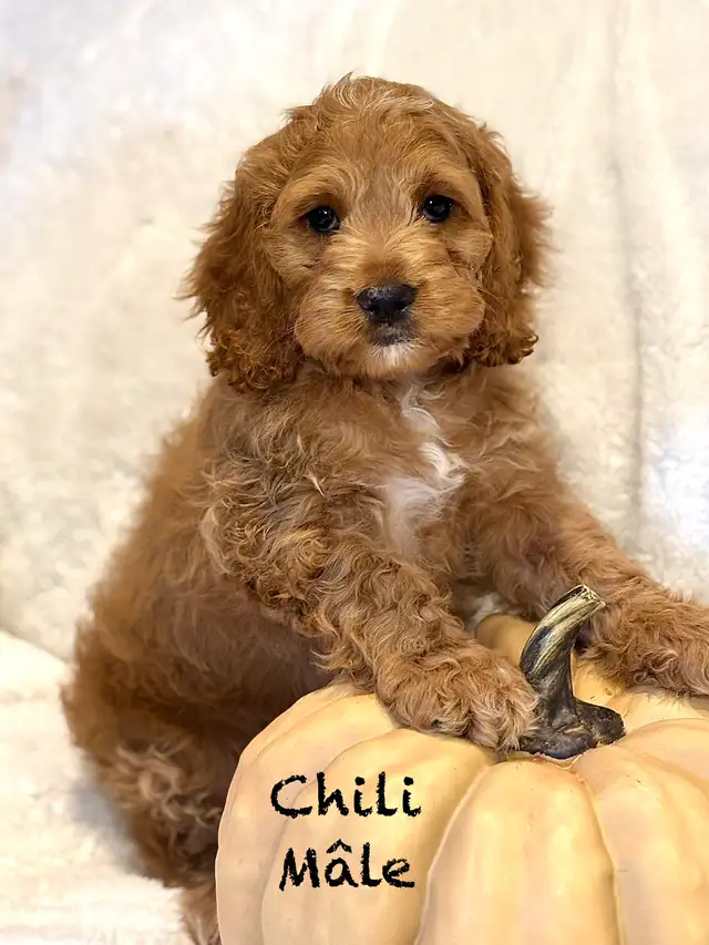 CHIOTS F1 MINI COCKAPOOS PUPPIES | Dogs & Puppies for Rehoming | Laval ...