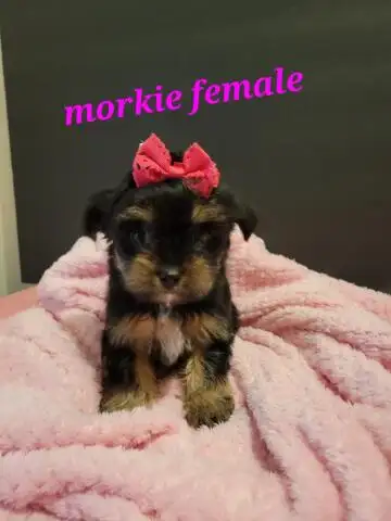MORKIE PUP AND YORKIEPOOS PUPS WEEKEND SPECIAL, View more