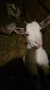 Looking for a bottle baby goat or lamb