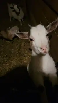 Looking for a bottle baby goat or lamb