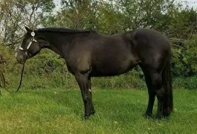 AQHA mare, View more