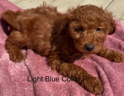 CAVAPOO PUPPIES, View more
