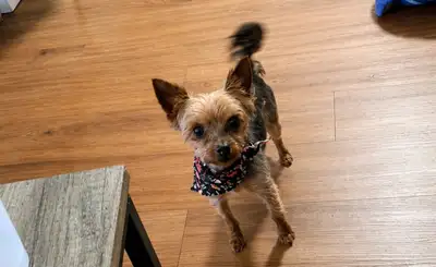 tea cup yorkie , View more