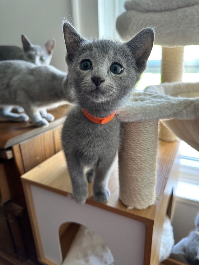 2 M left TICA Purebred Russian Blues  in Cats & Kittens for Rehoming in Barrie - Image 3