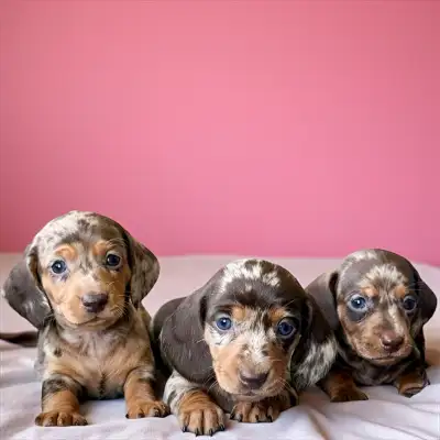 Dachshund  Short-Haired Puppies – Ready to go August 28, View more