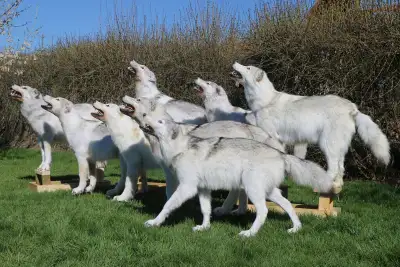Taxidermy rentals, View more
