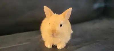 The cutest baby bunny on earth Male Dwarf mixed Small-medium size Text me 4165767063
