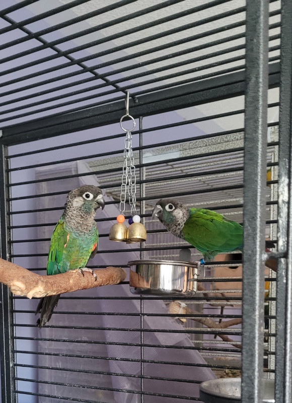 Proven Pair of Pearly Conures for Sale in Birds for Rehoming in Oshawa / Durham Region - Image 3