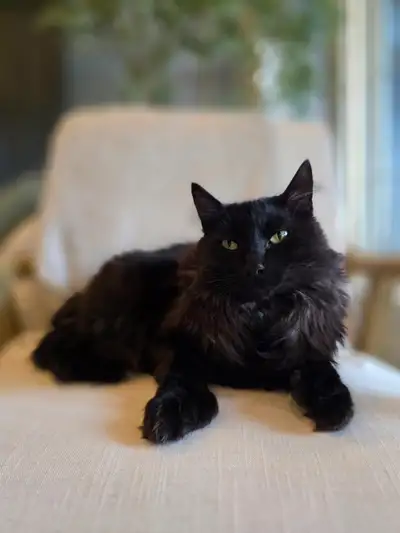 This is Sirius Black. He is a 2 year old Male Maine Coon Mix Polydactyl (23 Toes) . Healthy, happy,...
