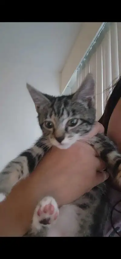 kittens for adoption, View more
