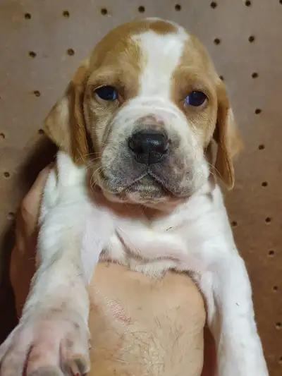 CKC Reg. English Pointer puppies for sale (on parle le FRANÇAIS, View more