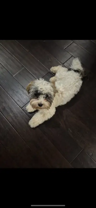 Female teacup Havanese puppy for sale cheap, View more